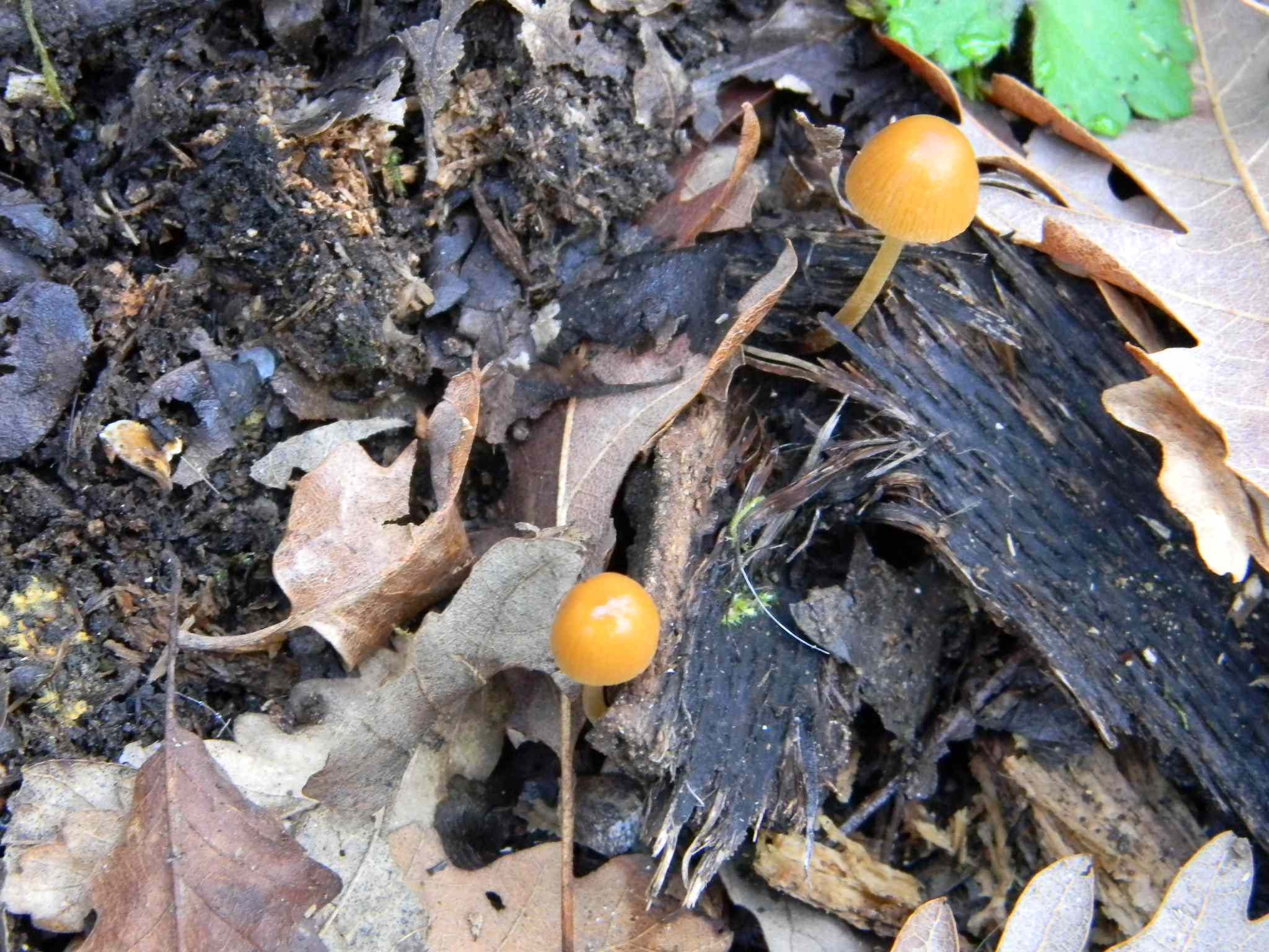 1920 Febbraio vecchio ritrovamento